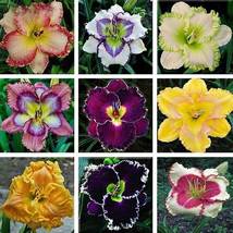 Mixed Tawny Daylily, 200 Seeds D - $18.35