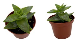 2.5&quot; Pot - Crassula perforata - Easy to Grow Succulent House Plant - £30.53 GBP