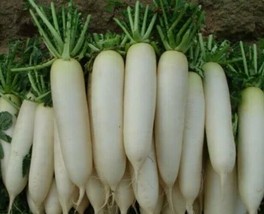 20 White Icicle Radish Seeds * 5 Inch Fruit WhiteFrom US  - £6.62 GBP