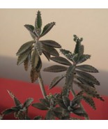 Kalanchoe Bryophyllum Daigremontiana Mother of Millions Alligator Plant - $9.49 CAD+
