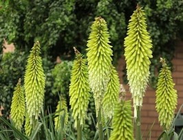 VP Percy&#39;s Pride Torch Lily Hot Poker Flower Perennial 25 Seeds - £5.67 GBP