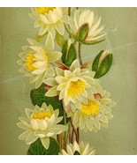 1880s-90s Water Lily Victorian Greeting Card Unused 7 x 4&quot; Antique Ephemera - $54.01 CAD