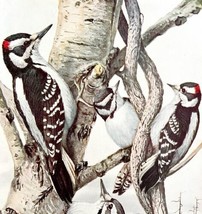 Downy And Hairy Woodpeckers 1936 Bird Art Lithograph Color Plate Print DWU12A - £31.45 GBP