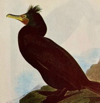 Double Crested Cormorant Bird Lithograph 1950 Audubon Antique Art Print DWP6D - £22.53 GBP