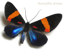 Real Day Flying Moth Milionia Glaucans Framed Entomology Shadowbox - $58.99