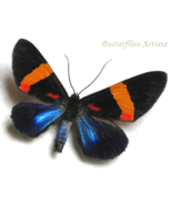 Real Day Flying Moth Milionia Glaucans Framed Entomology Shadowbox - $1,082.11 MXN