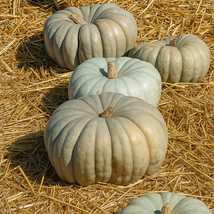 25 Jarrahdale Pumpkin Seeds, Heirloom Blue-Green Pumpkin, Sweet Flesh - €11,11 EUR
