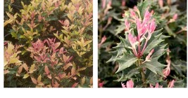 Live Plant -Party Lights Pink Flush Tea Olive (osmanthus) -  2 Gallon Pot - £90.59 GBP