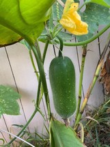 Grow In US 10 Fong Show Jointed Gourd seed Asian Unique Specialty Wax Gourd - £8.98 GBP