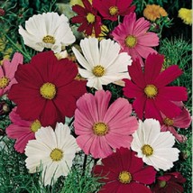 35 Cosmos Sensation Mix Drought-Tolerant Long Lasting Annual Flower Seed... - $14.33