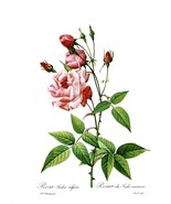 Botanical Print Redoute Roses, Rosa Indica vulgaris, 1978 reproduction p... - £11.81 GBP