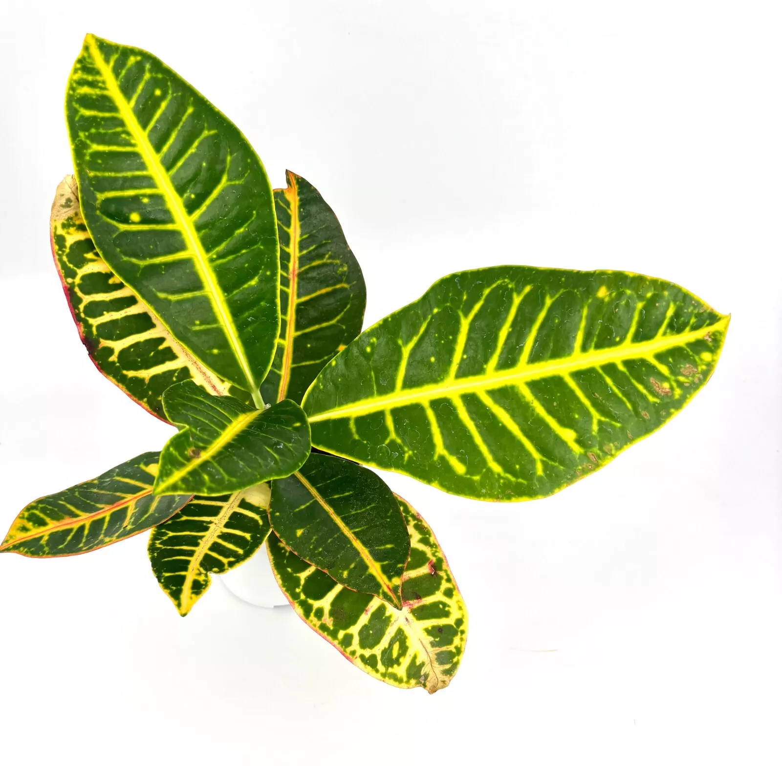 Croton Petra Air Purifying Houseplant, 4” Pot - Houseplant - USA Seller  - $36.80