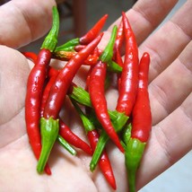 Fresh Seeds USA Seller Chile De Arbol Pepper 15 Seeds - $15.00