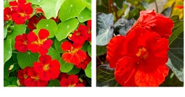 40 Seeds Nasturtium INDIAN CHIEF Climbing Vine Hummingbirds Fragrant   - £18.37 GBP