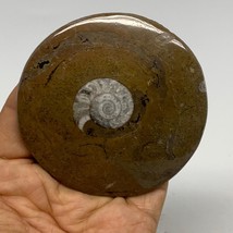 96.1g, 3&quot;x3&quot;x0.5&quot;, Goniatite (Button) Ammonite Polished Fossils, B30098 - £7.99 GBP