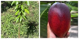 Grafted Miyazaki Mango (Egg of the Sun) Live fruit tropical tree - $171.99