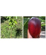 Grafted Miyazaki Mango (Egg of the Sun) Live fruit tropical tree - $235.23 CAD