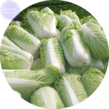 Fresh New 100 Seeds Chinese Cabbage Green Brassica Pekinensis Vegetable Plants - £20.64 GBP