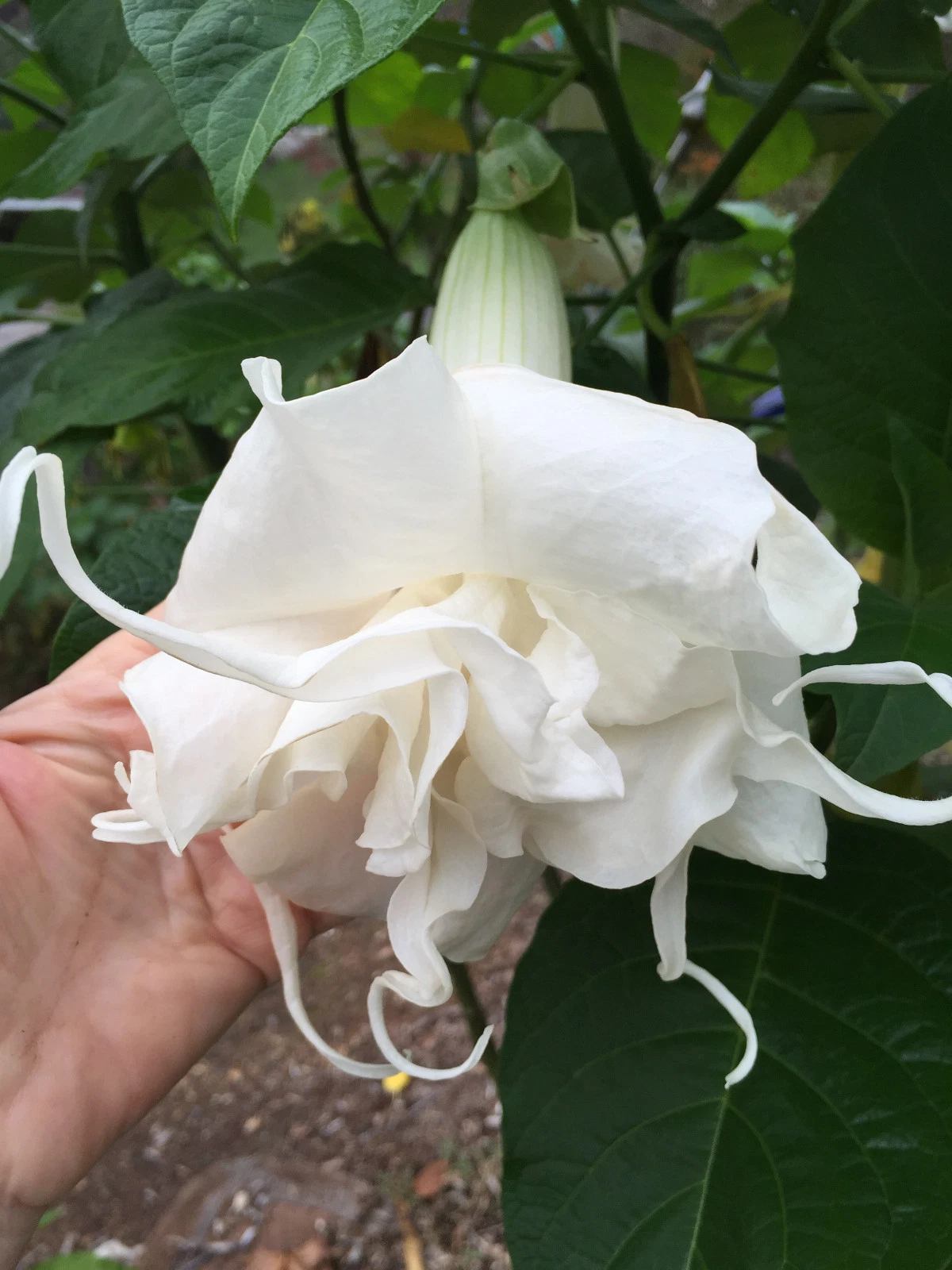 UNROOTED Cutting Brugmansia PAPA&#39;s GIRLS Angel Trumpet Tropical Small Plant - $24.99