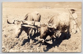 Mexico RPPC Louaya Farming Yoked Oxen Plowing Farmer Real Photo Postcard A46 - £11.82 GBP
