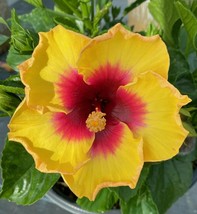 EXOTIC YELLOW HIBISCUS ~ Starter live plant 10 -12 inches tall - £31.16 GBP