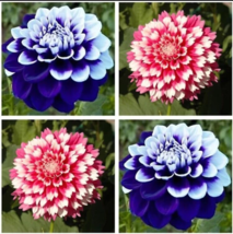 USA-Seller Perennial Flowers Vary Colors Dahlias Seeds 20pcs (#0485) - $5.65