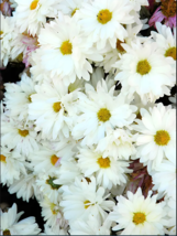 White Lar Dual Daisy Seeds - 500 Seeds Easy To Grow Seed - £4.78 GBP