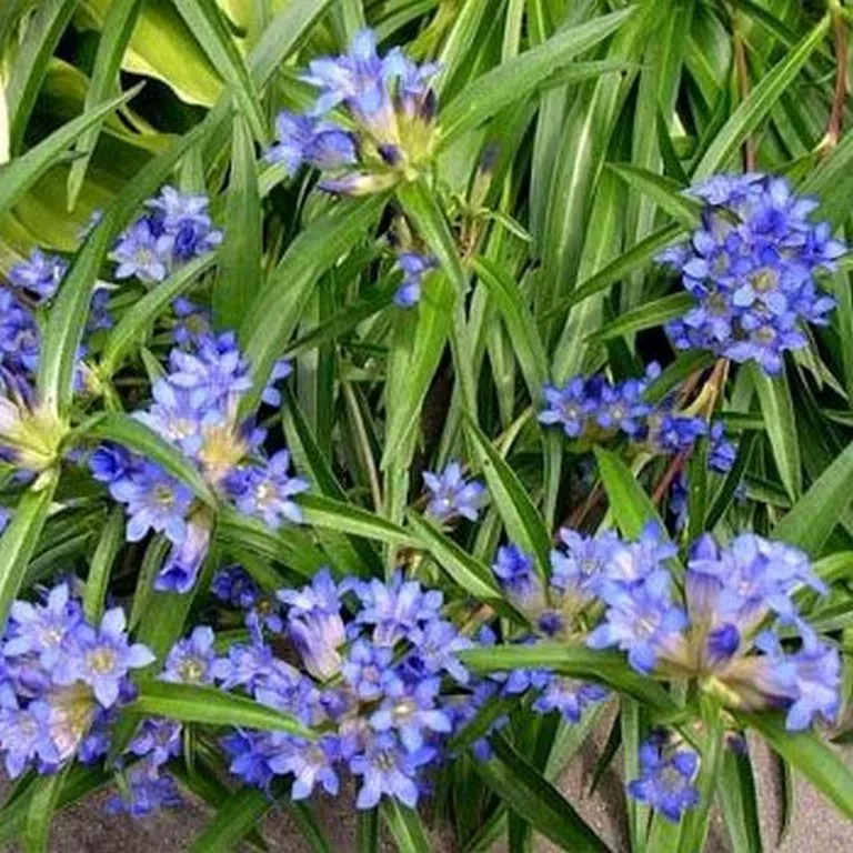 Gentian- Nikita blue (Dahurica)- 25 Seeds Beatifull Garden USA Seller  - $8.60