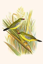 Green Amaduvade or Waxbill, the &quot;Lovely Finch&quot; - £15.79 GBP