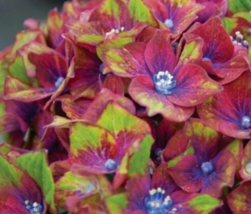 5 Pc Seeds Pistachio Hydrangea Flower, Perennial Hydrangea Seeds for Planting RK - £11.56 GBP