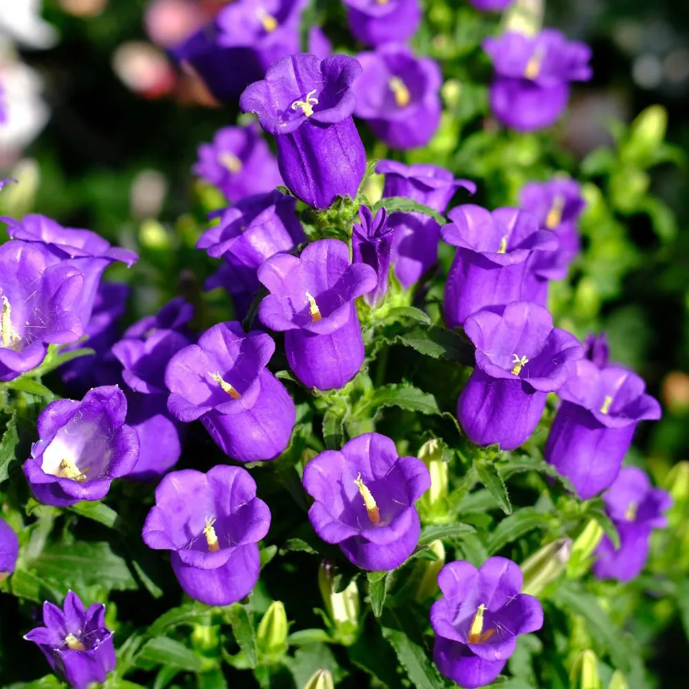 US Seller 100+Seeds Canterbury Bells Vibrant Purple Blooms for Pollinator - $2.99