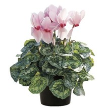 15 CYCLAMEN SEEDS SIERRA SYNCHRO LIGHT PINK WITH    - £18.44 GBP