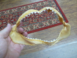(sj470-180-6) 7&quot; Tiger SHARK B grade jaw sharks jaws teeth taxidermy edu... - $983.35 MXN