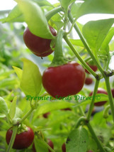 Simple Pack 30 seed Vegetable Hot Chilli Pepper Large Red Cherry - £6.20 GBP