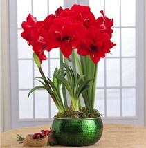 Amaryllis Bulbs True Hippeasbulbs True Hippeastrum Bulbs Flowers Barbados Lily P - £11.45 GBP