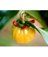 Garcinia Powder Natural Herbal AHA Skin Brightening Anti-Acne Hair Care ... - €8,47 EUR