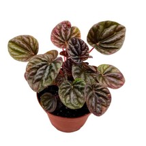 4 inch Peperomia Luna Red Ripple Pep Caperata - £31.24 GBP