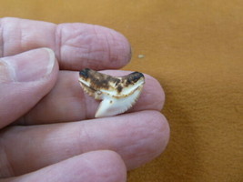 (s1-29) 3/4&quot; inch White TIGER SHARK TOOTH teeth toasted made to order pendant - £10.35 GBP