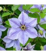 LWK 25 Skyfall Clematis Seeds Climbing Perennial Plumeria Fast Shipping - $204.19 MXN
