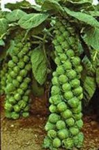 Brussel Sprouts Seed, Catskill, Heirloom, Organic, Non Gmo, 25+ Seeds, Garden - £3.15 GBP