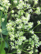 50 Purple Meadow Rue Thalictrum Dasycarpum White &amp; Yellow Flower Herb Seeds - $20.85