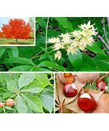 5 Ohio Buckeye Nuts Aesculus Glabra Fresh Seeds Gardening USA - £12.05 GBP