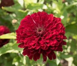 40 Zinnia Deep Red Giant Dahlia Flowered Seeds Garden Fresh USA Store - $8.88