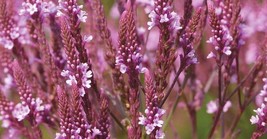 50+ Verbena Pink Spires Flower Seeds Deer Resistant - £7.77 GBP