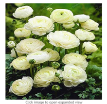 100  pcs White Ranunculus Plant DIY Potted Plants Germination Rate of 95% for Ho - £7.96 GBP