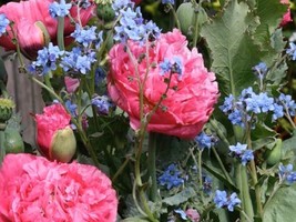 Peony Poppy, Pink Giants+Forget Me Nots+300 Seeds+BUY 2 Get 1 FREE+Garden Tag - £5.50 GBP