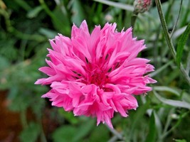 BPA 500 Seeds Pink Cornflower Seeds Bachelor Button Cut Dried Flowers Garden Con - £7.18 GBP