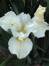 20  Blanco Iris Siberica Semillas De Flor/Sequía Y Frost Hardy  SG - $14.77