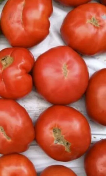 50+ Seeds Amsterdam Tomato Planting Tomatoes Garden - £5.75 GBP