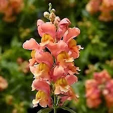 TKBONStore 20 Beautiful Fluffy Snapdragon Flower Summer Mix Pink NonGMO ... - £7.06 GBP